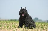 BOUVIER DES FLANDRES 515